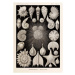 Obrazová reprodukce Plate 2 Globigerina Thalamophora, Haeckel, Ernst, 30 × 40 cm