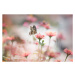 Fotografie One butterfly stop on pink flower, twomeows, 40 × 26.7 cm