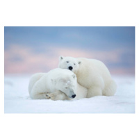 Fotografie Two polar bears sleeping in the snow, Alaska, USA, janbecke1, 40 × 26.7 cm