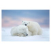 Fotografie Two polar bears sleeping in the snow, Alaska, USA, janbecke1, (40 x 26.7 cm)