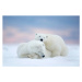 Fotografie Two polar bears sleeping in the snow, Alaska, USA, janbecke1, 40 × 26.7 cm