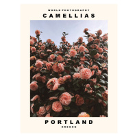 Fotografie Camellias (Portland, Oregon), 30 × 40 cm