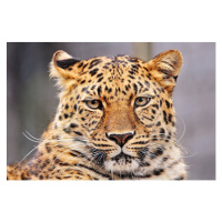 Fotografie Portrait of Amur leopard, Picture by Tambako the Jaguar, 40 × 26.7 cm