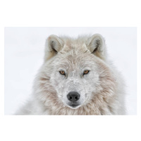 Fotografie Portrait of arctic wolf, Daniel Parent, (40 x 26.7 cm)