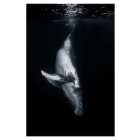 Umělecká fotografie Black Whale, Barathieu Gabriel, (26.7 x 40 cm)