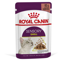 Royal Canin Sensory Smell - vlhké krmivo v omáčce pro dospělé kočky 12 x 85 g