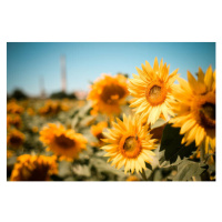 Fotografie Close-up of sunflowers on field against, Andrean Taufik / 500px, 40 × 26.7 cm