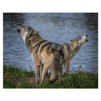 Fotografie Beautiful Wolf Growling and Howling, Laura Hedien, 40 × 30 cm