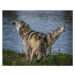 Fotografie Beautiful Wolf Growling and Howling, Laura Hedien, 40 × 30 cm