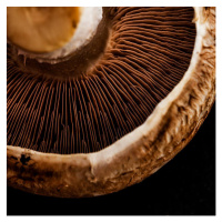 Fotografie Mushroom detail, Flavia Morlachetti, 40 × 40 cm