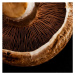 Fotografie Mushroom detail, Flavia Morlachetti, 40x40 cm