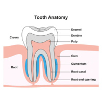 Fotografie Tooth anatomy, illustration, ALI DAMOUH/SCIENCE PHOTO LIBRARY, 40 × 30 cm