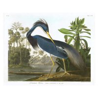 Obrazová reprodukce Louisiana Heron, 1834, John James (after) Audubon, 40 × 30 cm