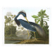Obrazová reprodukce Louisiana Heron, 1834, John James (after) Audubon, 40x30 cm