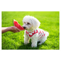Vsepropejska Zada ovocné tričko s potiskem pro psa Barva: Červená, Délka zad (cm): 20, Obvod hru