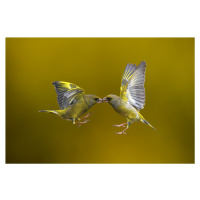 Umělecká fotografie Flying Kiss, Marco Redaelli, (40 x 26.7 cm)