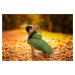 Vsepropejska Autumn pláštěnka pro psa Barva: Zelená, Délka zad (cm): 30, Obvod hrudníku: 32 - 54