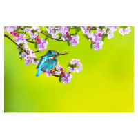 Fotografie A bird in a wonderful nature, serkanmutan, 40x26.7 cm