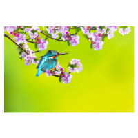 Fotografie A bird in a wonderful nature, serkanmutan, 40 × 26.7 cm