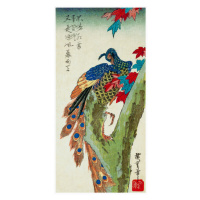 Obrazová reprodukce Peacock Perched on a Maple Tree, Utagawa Hiroshige, 20 × 40 cm