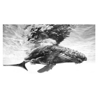 Fotografie Humpback whale calf, Barathieu Gabriel, 40x26.7 cm