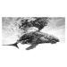 Fotografie Humpback whale calf, Barathieu Gabriel, 40 × 26.7 cm