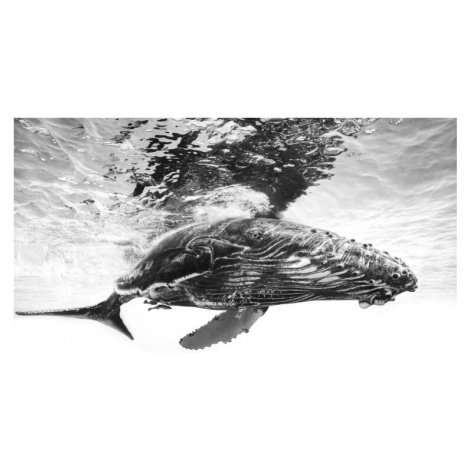 Fotografie Humpback whale calf, Barathieu Gabriel, 40x26.7 cm