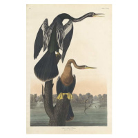 John James (after) Audubon - Obrazová reprodukce Black-bellied Darter, 1836, (26.7 x 40 cm)