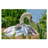 Umělecká fotografie Close-up image of Mute swans -, Jacky Parker Photography, (40 x 26.7 cm)