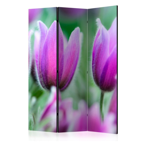 Paraván Purple spring tulips Dekorhome 225x172 cm (5-dílný) Artgeist