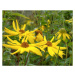 Slunečnice 'Monarch' - Helianthus atrorubens 'Monarch', Květník o průměru 9 cm