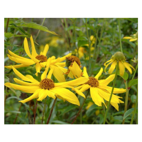 Slunečnice 'Monarch' - Helianthus atrorubens 'Monarch', Květník o průměru 9 cm FLOS
