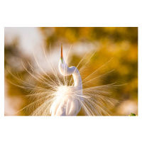 Fotografie Great Egret Displaying Breeding Plumage in, Troy Harrison, 40 × 26.7 cm