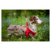 Vsepropejska Woody postroj pro psa s vodítkem | 24 – 42 cm Barva: Červená, Obvod hrudníku: 32 - 