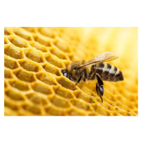Fotografie Bee, Valengilda, (40 x 26.7 cm)