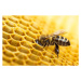 Umělecká fotografie Bee, Valengilda, (40 x 26.7 cm)