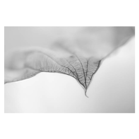 Fotografie A Dry Leaf the tip of a Hosta Plant, Nancybelle Gonzaga Villarroya, (40 x 26.7 cm)