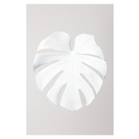 Ilustrace Monstera White 03, Studio Collection, 26.7 × 40 cm