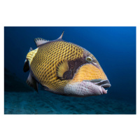 Fotografie Triggerfish, Barathieu Gabriel, 40 × 26.7 cm