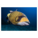 Fotografie Triggerfish, Barathieu Gabriel, 40 × 26.7 cm