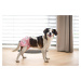 Vsepropejska Dusty hárací kalhotky pro psa Barva: Tulipány, Obvod slabin (cm): 52 - 72