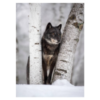 Fotografie Wolf in the USA, Kathleen Reeder Wildlife Photography, 30 × 40 cm