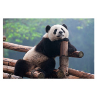 Fotografie Cute panda bear, Hung_Chung_Chih, 40 × 26.7 cm