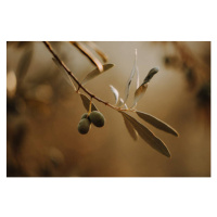 Fotografie Olivenbäume Olivenplantage in der Toscana Italien, Tabitha Arn, 40 × 26.7 cm