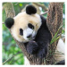Ravensburger 056668 Panda tygr a lev 3 x 49 dílků