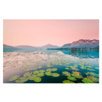 Fotografie Austria, Lake Mondsee, Water Lilies in the morning, Westend61, 40x26.7 cm