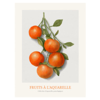 Obrazová reprodukce Oranges (Watercolour Kitchen Fruit), 30x40 cm