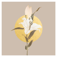 Ilustrace Lily flower linear drawing in neutral, Svetlana Moskaleva, (40 x 40 cm)