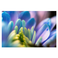 Fotografie Close-up, petals of chrysanthemum flowers. Gentle, Serhii Nemyrivskyi, 40 × 26.7 cm