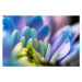 Umělecká fotografie Close-up, petals of chrysanthemum flowers. Gentle, Serhii Nemyrivskyi, (40 x